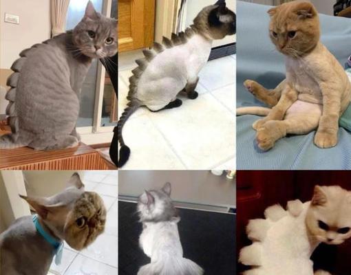 猫咪剃毛的利与弊（探讨给猫咪剃毛的危害与益处，以及正确的操作方法）