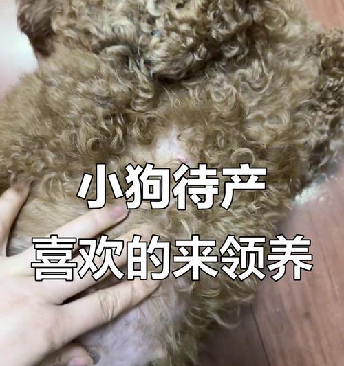 探秘泰迪的长牙时间——揭秘小熊犬的牙齿成长周期（泰迪的长牙周期及影响因素解析）