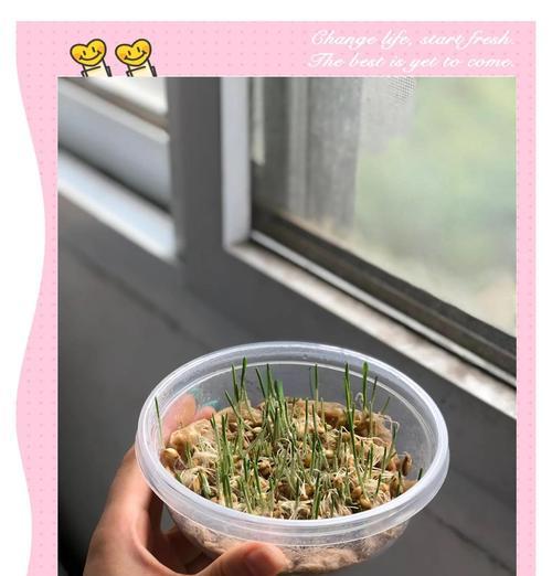 猫草生长周期揭秘（探究猫草的生长速度及关键因素）