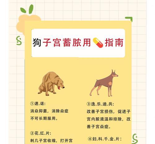 探讨狗狗月经周期及其影响因素（了解狗狗月经周期的重要性与养护技巧）