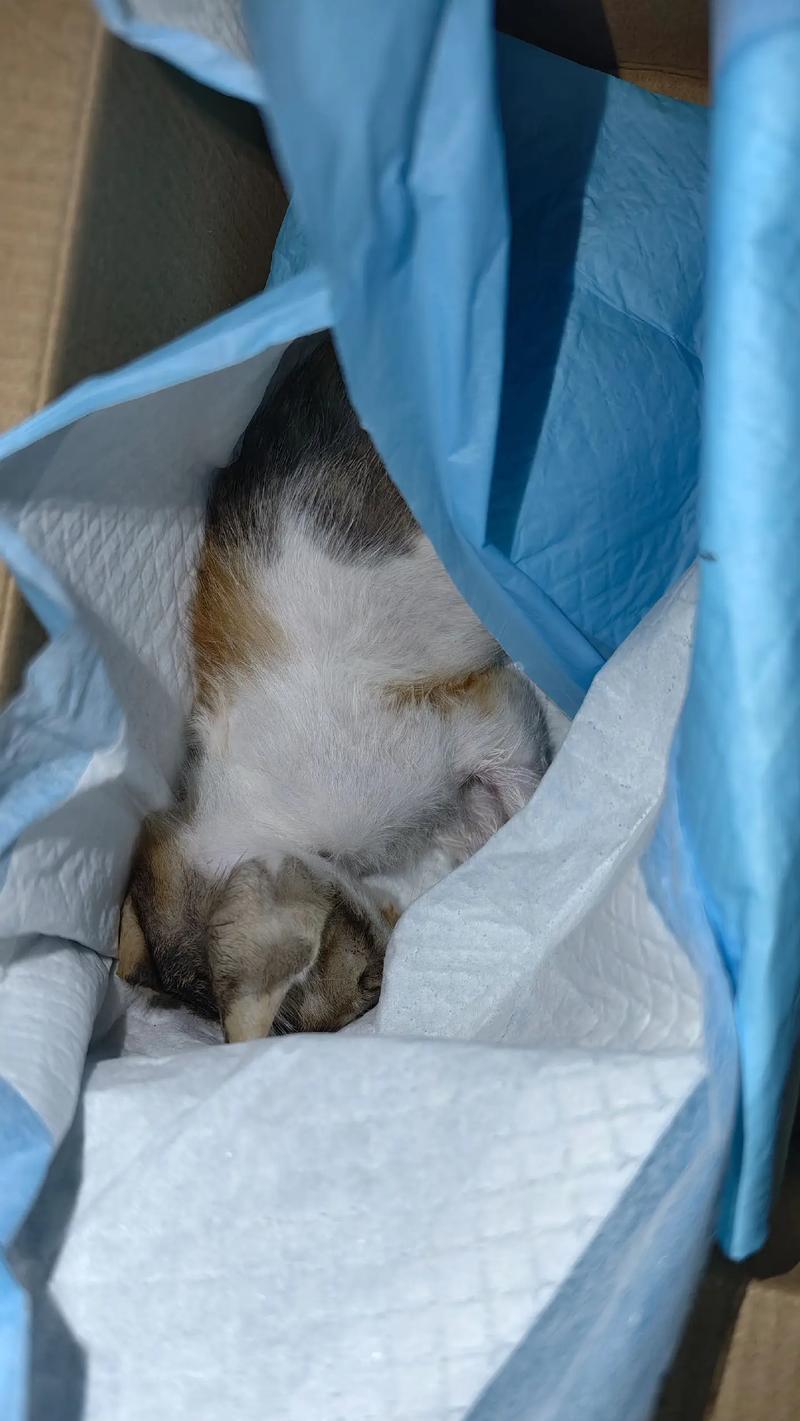 小猫沉默的时刻（揭秘小猫不叫的秘密，）