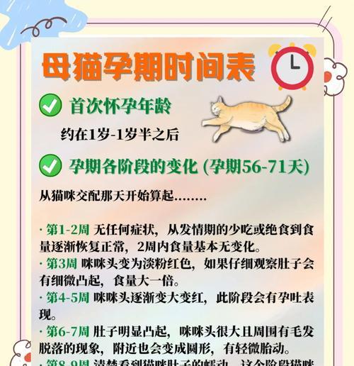 猫咪妊娠期的长度及相关注意事项（了解猫咪妊娠期，做好养护工作）