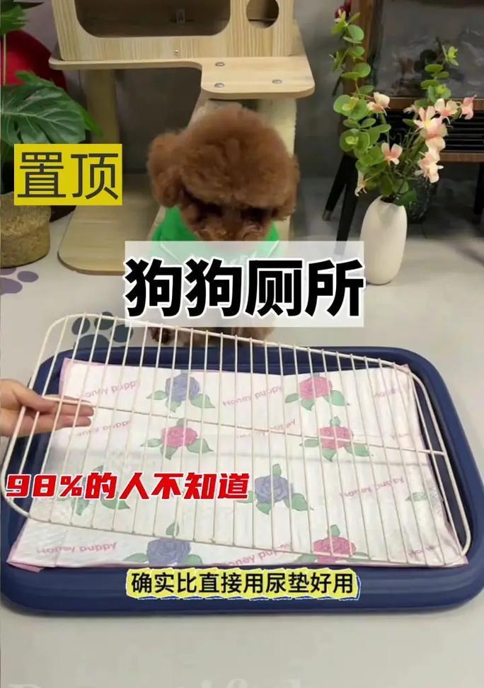 训练泰迪上厕所的时间及技巧（有效训练泰迪上厕所所需的步骤和方法）