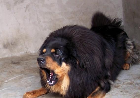 藏獒（揭开藏獒真实面纱，探寻其可爱之处）
