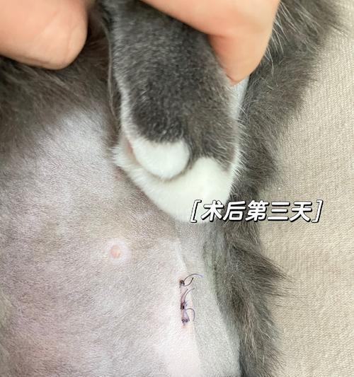 母猫拆线后多久才算康复？（关注拆线后的恢复进程，了解猫咪康复需求）