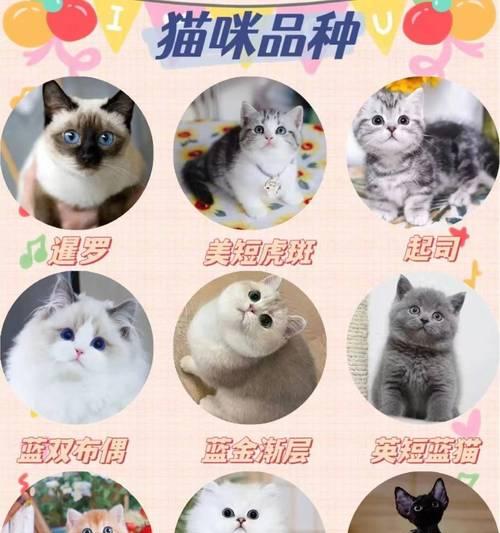 饲养比熊犬的真实开销（宠主必知，一月花费详细解析）