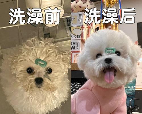 狗狗打催产针的见效时间及注意事项（了解狗狗打催产针的效果和注意事项，让你的宠物更健康）