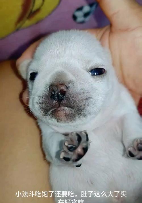 法斗犬饮食规划（如何判断法斗犬是否已经吃饱？）