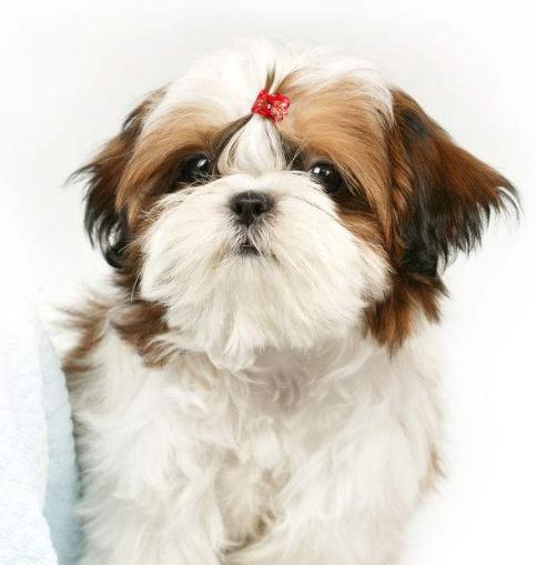 西施犬（了解西施犬的价值与魅力，成为您生活中的忠实伙伴）