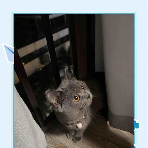 如何识别和处理猫心衰的迹象（了解猫心衰的表现和治疗方法，保护你的爱宠）