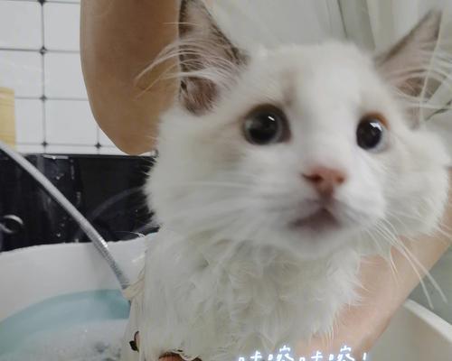 猫咪洗澡后多久自然风干最合适？（探索猫咪洗澡的最佳时机和干燥时间）