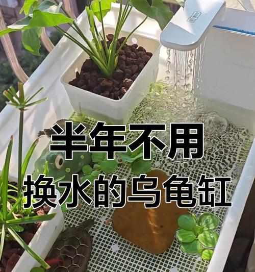 如何正确养护乌龟的水质？（乌龟饲养中水质更换的重要性与频率）