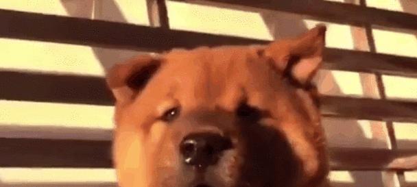 中华田园犬（探寻中华田园犬在国内与外国受待之差异，解析背后原因）