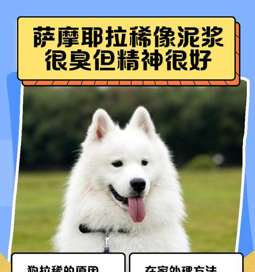 如何训练萨摩耶大小便？（解决刚养的幼犬随地大小便问题）