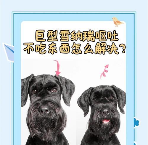 雪纳瑞巨型体型的真相（了解雪纳瑞巨型体型的尺寸和重量，让你更了解这个可爱的犬种）