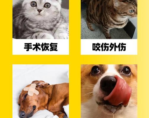 猫绝育后需多久服用消炎药？（了解猫绝育手术后消炎药的服用时间与注意事项）