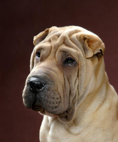 犬瘟病的早期发现及关键措施（及时识别犬瘟，保护你的爱犬健康）