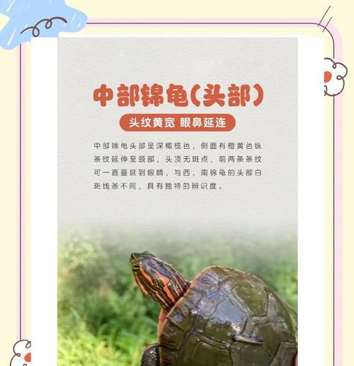 以西部锦龟的饲养（了解喂食频率和养护要点，让以西部锦龟健康快乐）