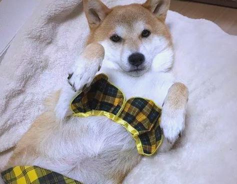 柴犬智商之争——与二哈和金比谁更聪明？（揭秘柴犬、二哈和金毛的智商差异，你会有意外发现！）