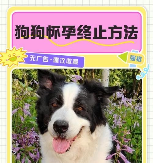 如何判断狗狗是否怀孕及怀孕期间的照顾方法（掌握狗狗怀孕的关键时期，给予专业的照顾）