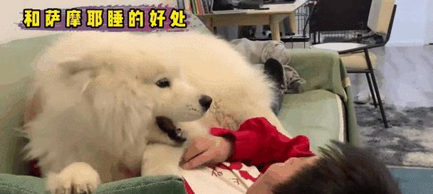 探秘萨摩犬的睡眠时间（揭秘以萨摩一天睡多久的秘密）