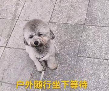 贵宾犬的成长与年龄计算（揭秘贵宾犬一岁的真正含义与对应人类年龄的计算方法）