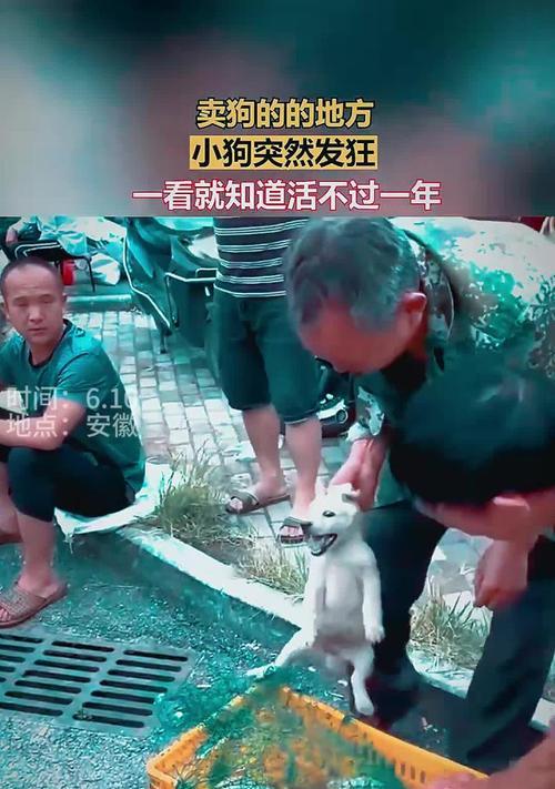 探索狗狗天堂（解密世界各地卖狗狗的热门地点及特色）