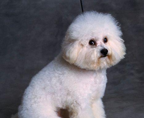 卷毛犬种的特点及适合养的人群（了解卷毛犬种，选择适合你的毛发宠物伴侣）