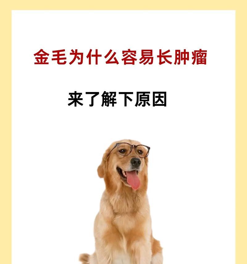 大金毛的寿命究竟有多长？（揭秘大金毛的预期寿命及影响因素）