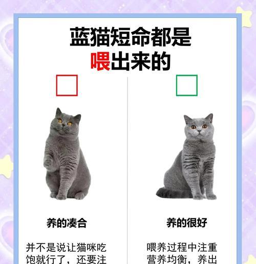 以蓝猫常见疾病与症状详解（探索以蓝猫健康的关键）