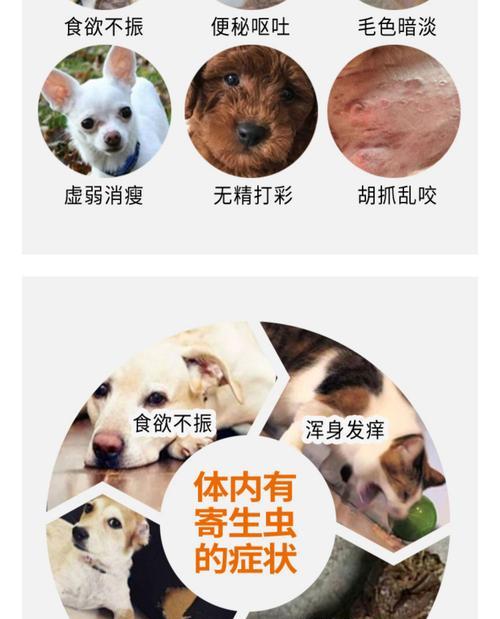 给3个月幼犬使用驱虫药的最佳时机（了解幼犬体内寄生虫的威胁及预防方法）
