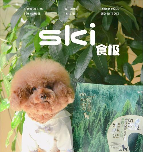 以狗思密达多久能吃饭的探讨（狗主人需了解的关键知识）