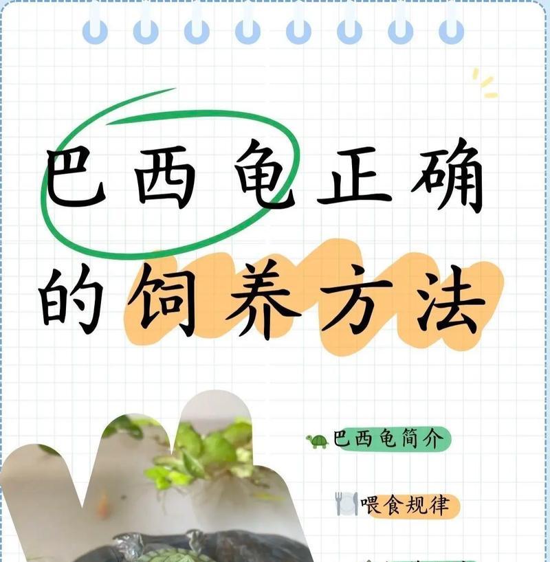 以巴西龟养多久才变大的秘密（探秘巴西龟成长周期及关键因素）
