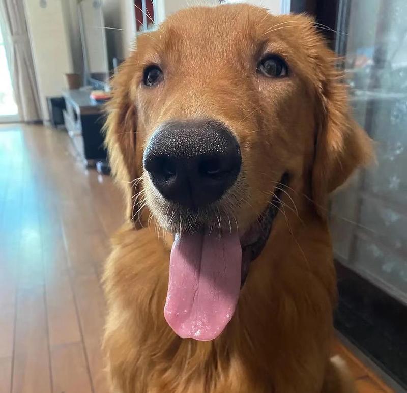 动物肝脏喂狗的害处及注意事项（为你的爱犬健康着想，说不！给它吃动物肝脏）