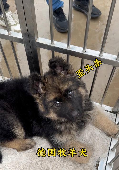 揭秘德国牧羊犬价格之谜（德国牧羊犬价格为何高昂？以及影响价格的因素解析）