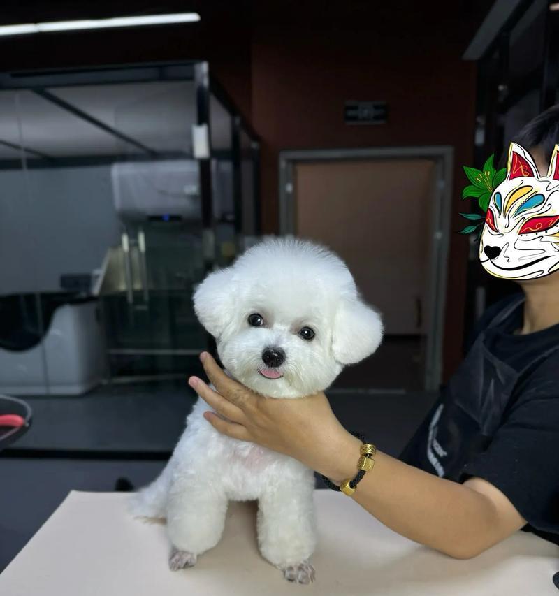 比熊狗下奶水需要多久才能生？（比熊狗下奶水时间及关键因素解析）