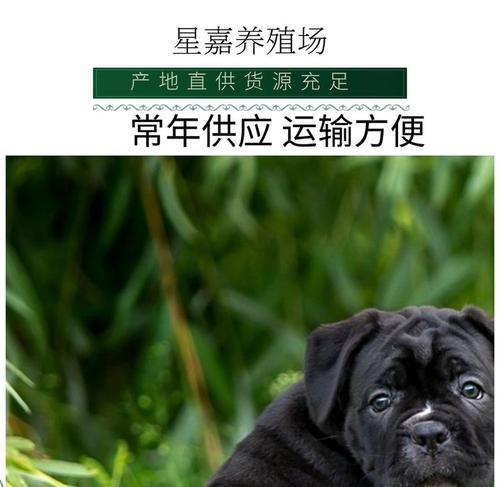 卡斯罗多久的成年之旅（探索卡斯罗多久的成年标准及影响因素）
