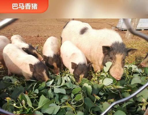 以香猪宠物可以养多久？（揭秘香猪宠物的寿命及养护关键）