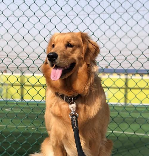 大型犬中最适合养的品种有哪些？（探索理想的大型犬宠物）