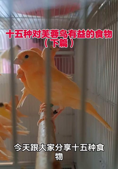 以芙蓉鸟（玉鸟、金丝雀）疾病的防治（保护珍稀以芙蓉鸟健康与生存）