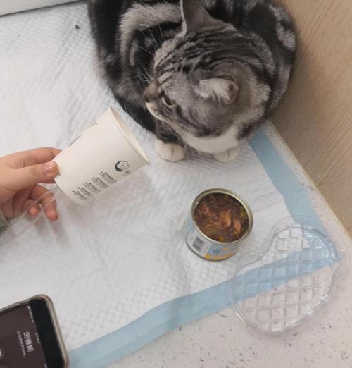 猫咪绝育的四个注意事项（肺水肿的危险与预防）