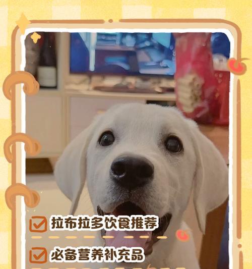 养护拉布拉多幼犬的重要注意事项（为你的拉布拉多宝宝提供最佳的护理与培养）