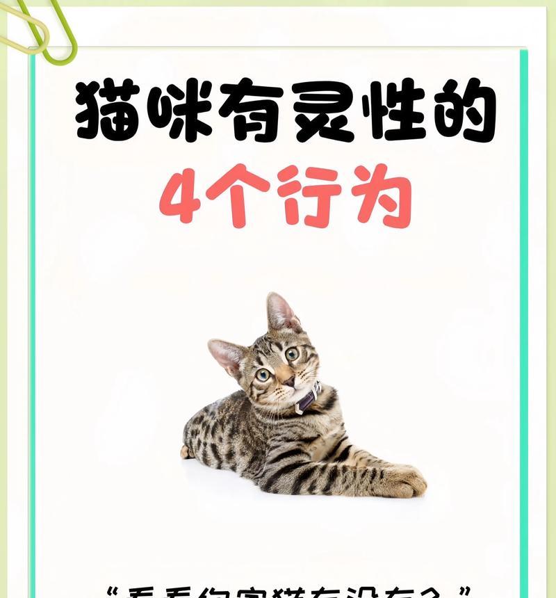 猫咪的灵性（探讨猫咪是否能听懂人说话和理解人类的意思）