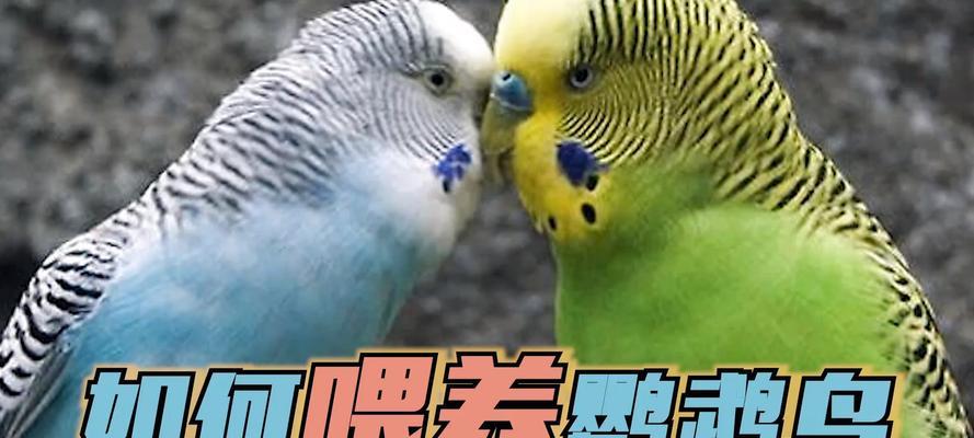 红鹦鹉的进食需求与养护（红鹦鹉的不喂食时长及关键注意事项）