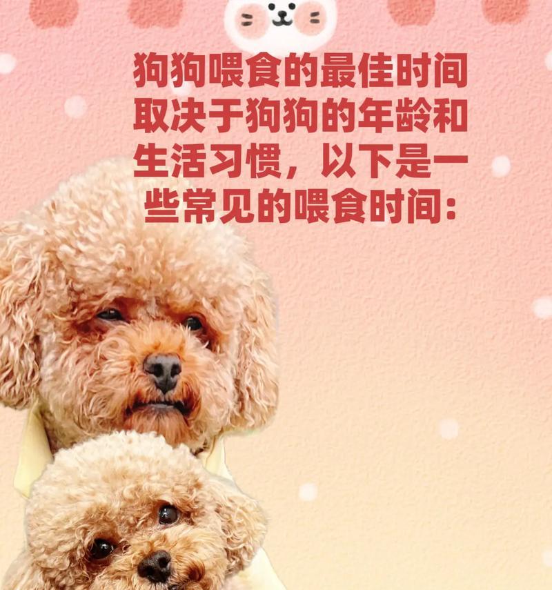 泰迪幼犬狗粮喂养指南（了解泰迪幼犬的饮食需求，合理安排狗粮的摄入量）