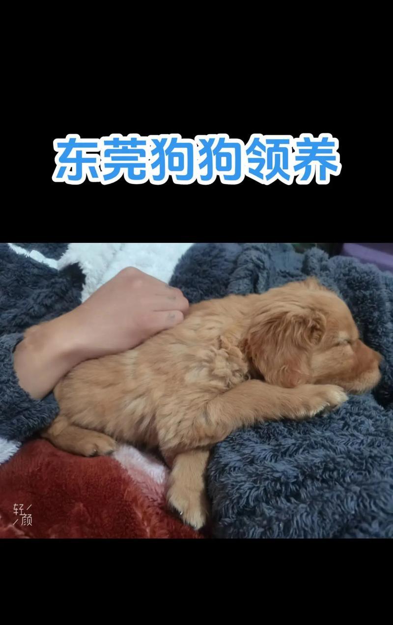 养金毛犬的成本分析（探讨养金毛犬所需的经济开销及必备条件）
