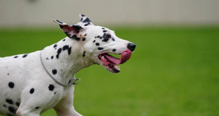 斑点犬之美（了解不同品种的带斑点的狗，赏析它们的美丽斑纹）