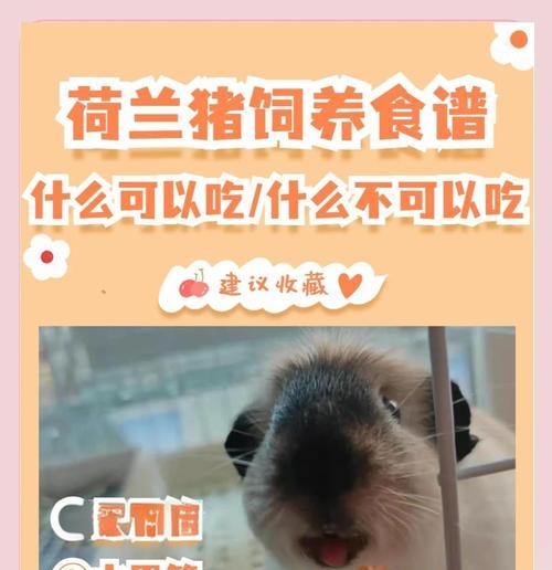以荷兰猪一斤草能吃多久？（揭秘草食动物的食量之谜）