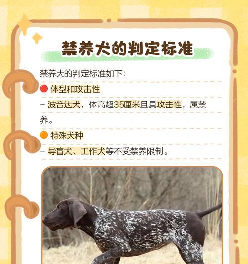 禁养犬名单的重要性及危险犬种剖析（了解禁养犬名单，保护人类和狗狗的安全）