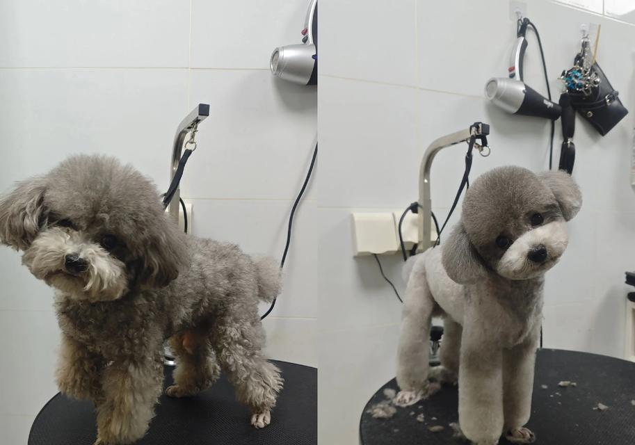 泰迪犬毛发修剪的最佳时间和频率（了解泰迪犬毛发修剪的常见问题和技巧）